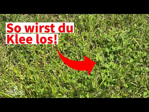 Hausmittel gegen Klee im Rasen - Mit diesen Tipps wirst du Klee ganz einfach los!