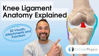 Knee Ligament Anatomy Explained | 3D Anatomy & Function (Physio)