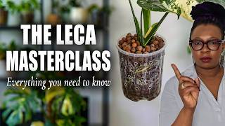 Everything I Learned in 5 Years of Growing in LECA (Complete Guide)