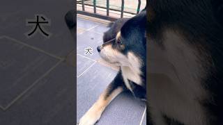 犬