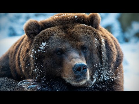 Land of the Bears: Kingdom of the Giants