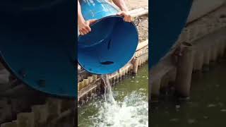 Download lagu ikan dalam kolam π€£#shorts mp3 Download lagu ikan dalam kolam π€£#shorts mp3