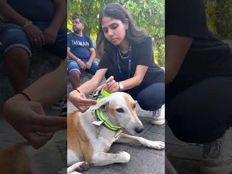 Dog collaring initiative: PPA X mithibaikshitij X Abhiraj Mehta