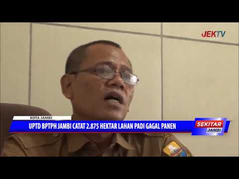 Terendam Banjir, 2.875 Hektar Lahan Padi Gagal Panen 