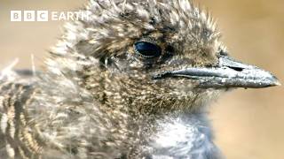 3 שעות של רגעים יוצאי דופן של חיות | BBC Earth