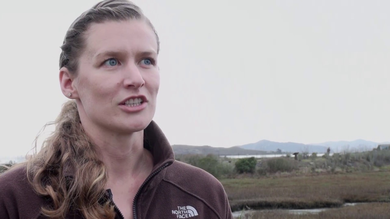 The Watershed Project: Restoring oysters to the San Francisco Bay