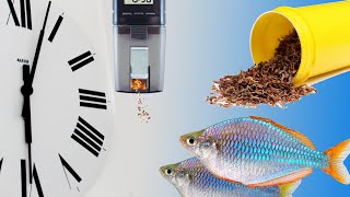 How to Grow Baby Fish or Fry Fast or Grow your fish to full potential using an Eheim Auto Feeder