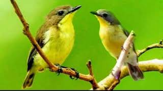 Download lagu BURUNG REMETUK LAUT BETINA MEMANGGIL PEJANTAN mp3 Download lagu BURUNG REMETUK LAUT BETINA MEMANGGIL PEJANTAN mp3