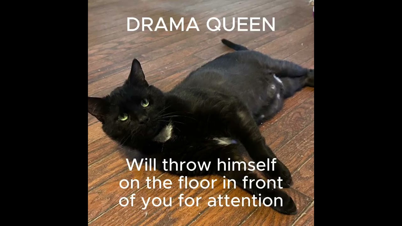 Enlarge Tux, an adopted Domestic Short Hair in East Stroudsburg, PA video 2/4