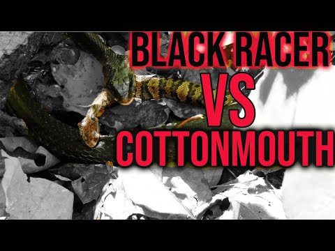 Snake VS Snake- Black Racer eating a venomous cottonmouth at Snake Road!