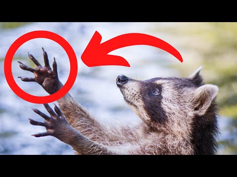 アライグマに対する見方が変わる驚くべき事実 🦝️