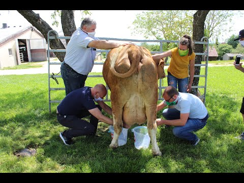 Die große Melk-Wette!