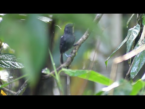 Dusky Antbird (Cercomacroides tyrannina saturatior) male singing, French Guiana