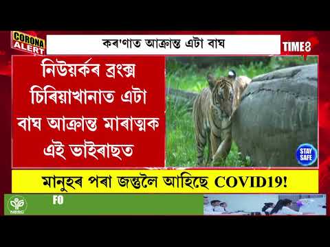 মানৱৰ পিছত এইবাৰ নিউয়ৰ্কত কৰ'ণাত আক্ৰান্ত হৈছে এটা বাঘ