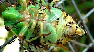 Cicada Life And Death The Dangers Of Adult Cicada Life Cycle - Ants
