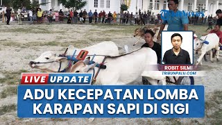 Ratusan Sapi Adu Kecepatan di Sigi Sulteng, Ajang Karapan Sapi yang Seru!