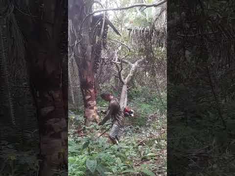 limpeza  na chácara mix Buriti povoado Bela vista.  Buriti Bravo.MA