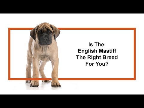 English Mastiff Breed Video