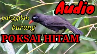 Download lagu SUARA PANGGILAN BURUNG POKSAI HITAM mp3