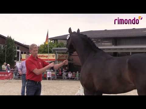Stute von Franziskus / Sir Donnerhall 2014 und 2017