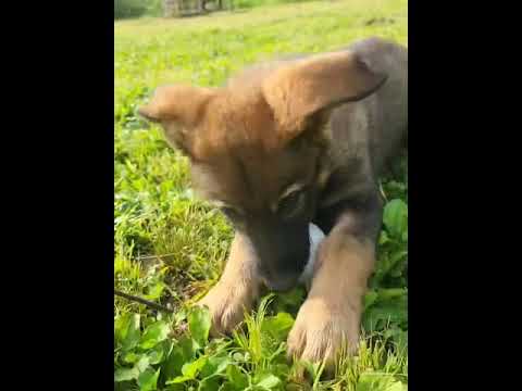 反狩猟訓練 – 犬の狩猟本能を制御する