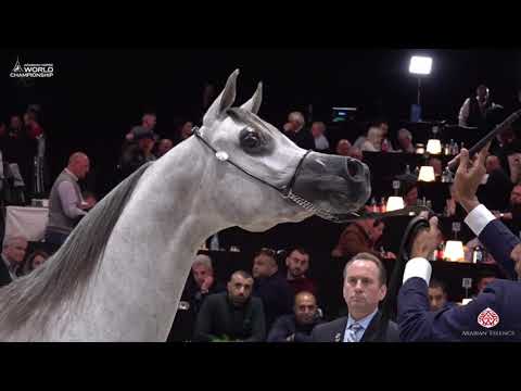 N 31 VICTORIA AL KHALED   Paris 2019   Junior Fillies Class 2A