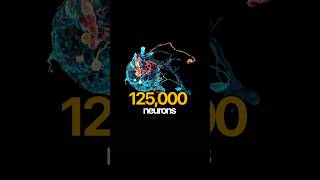 Copy a Fly's brain like this. What 😱?