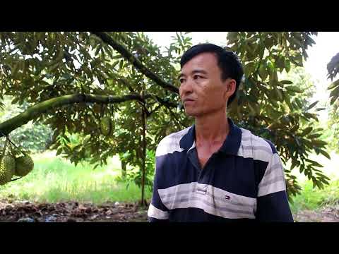 QUY TRÌNH CHĂM SÓC CÂY SẦU RIÊNG VIETGAP CÔNG TY 111