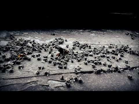 Synthek & Audiolouis – Unwise (Polar Inertia Remix)