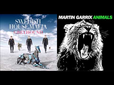 Greyhound vs Animals (Nightowl mashup)