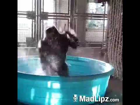 Also  Tanzen/Ausrasten kann er ja . Das lass ich ihm