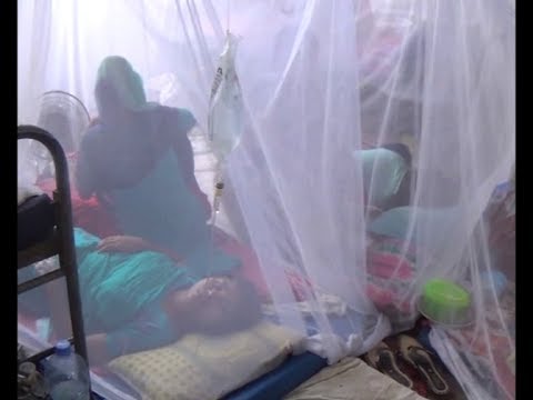 মফস্বলে বাড়ছে ডেঙ্গু রোগীর সংখ্যা |