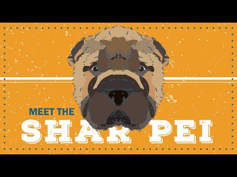 Shar-Pei | CKC Breed Facts & Profile