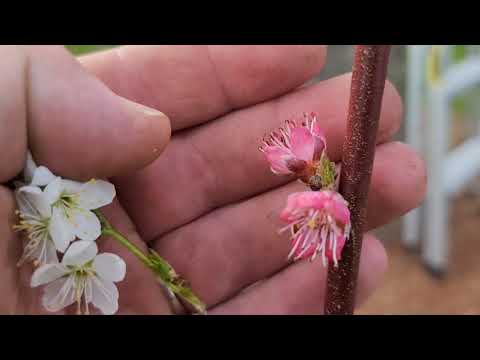 How to POLLINATE without Bees, hand pollinating, self pollinating fruit trees, no bees
