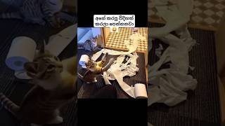 Download lagu මෙහෙම ඇද්දේ.. මෙහෙම 😽 mp3 Download lagu මෙහෙම ඇද්දේ.. මෙහෙම 😽 mp3