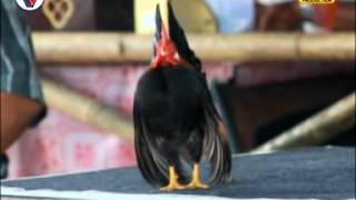 Download lagu ayam serama 2 mp3