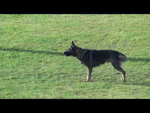 WUSV 2021 FRA 5 - PHILIPPE FUHS & OREX DU CHÂTEAU DU PARADIS B 80