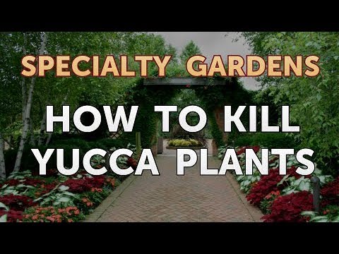 How to Extract Fragrances From Plants