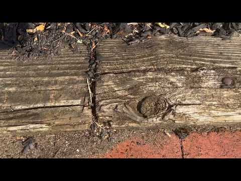 So Many Ants in the Mulch Bed in East Brunswick, NJ