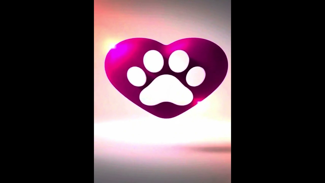 Gato raça SRD-ViraLata idade 6 ou mais anos nome Valente