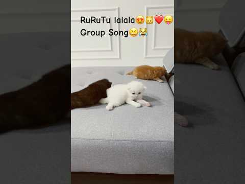 Lalalala Tururu Tururu😹🐱😍❤️ Group Songs😆😛#youtubeshorts # Shortfeed # #zarin112