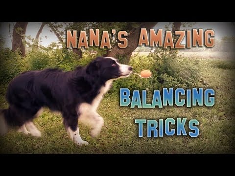 A Video of a Dog Performing Amazing Balancing Tricks