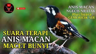 Download lagu Terapi Anis Macan Macet Bunyi | Pancingan Anis Macan Biar Bunyi | Punglor Macan Ngecis | Anis Nratak mp3