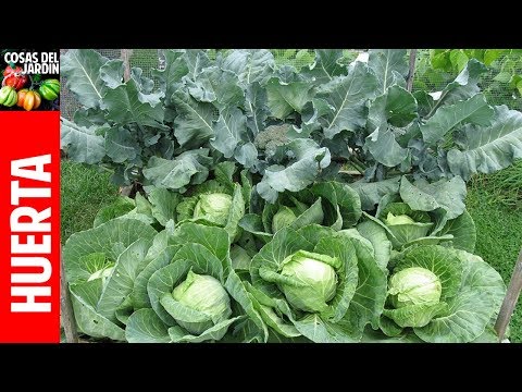 El repollo es uno de los vegetales más fáciles de cultivar en tu jardín