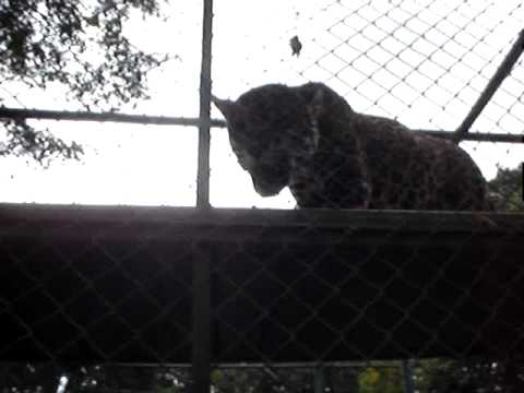 Ceu da hoaska tem vinhas novas(onças)