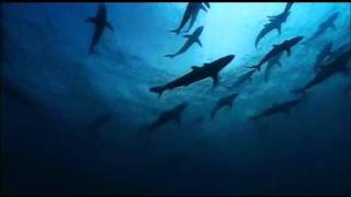 Arvo Pärt - Da Pacem Domine