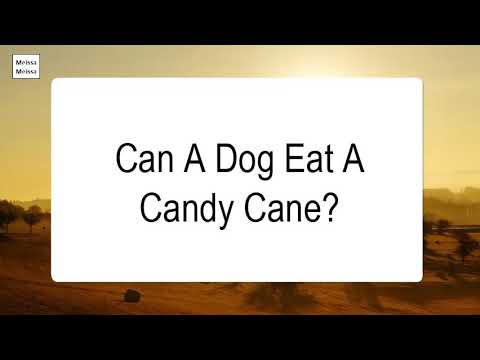 Can A Dog Eat A Candy Cane