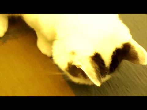 Gangland Cats, Treats Recreation - Zen Perspective