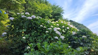 20250620 佐賀県 鹿嶋市 中木場ダム あじさい  《残念ながらほとんど咲いていない》