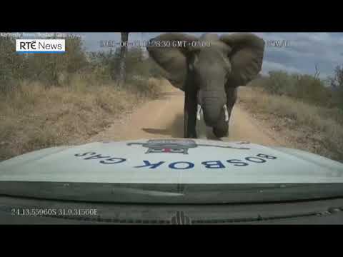 Elephant charges truck in South Africa, crumpling bonnet